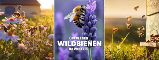 Wildbienen sitzen an Blumen. Eine an einem Lavendel. Mehrere an Kamille. Im Hintergrund ist eine Blumenwiese und ein Bauernhof zu sehen.