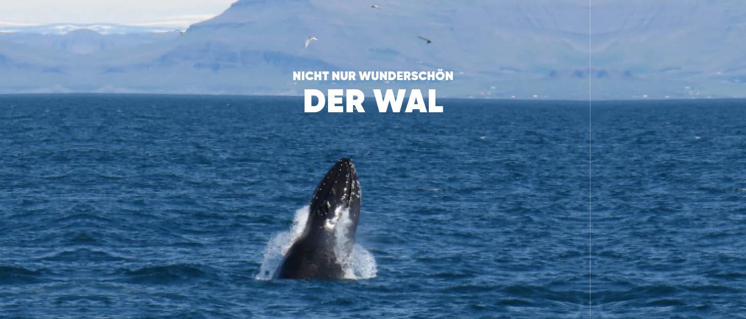 Wal springt aus dem Meer vor bergiger Küste, nachhaltige Natur, Ozean, Tierwelt