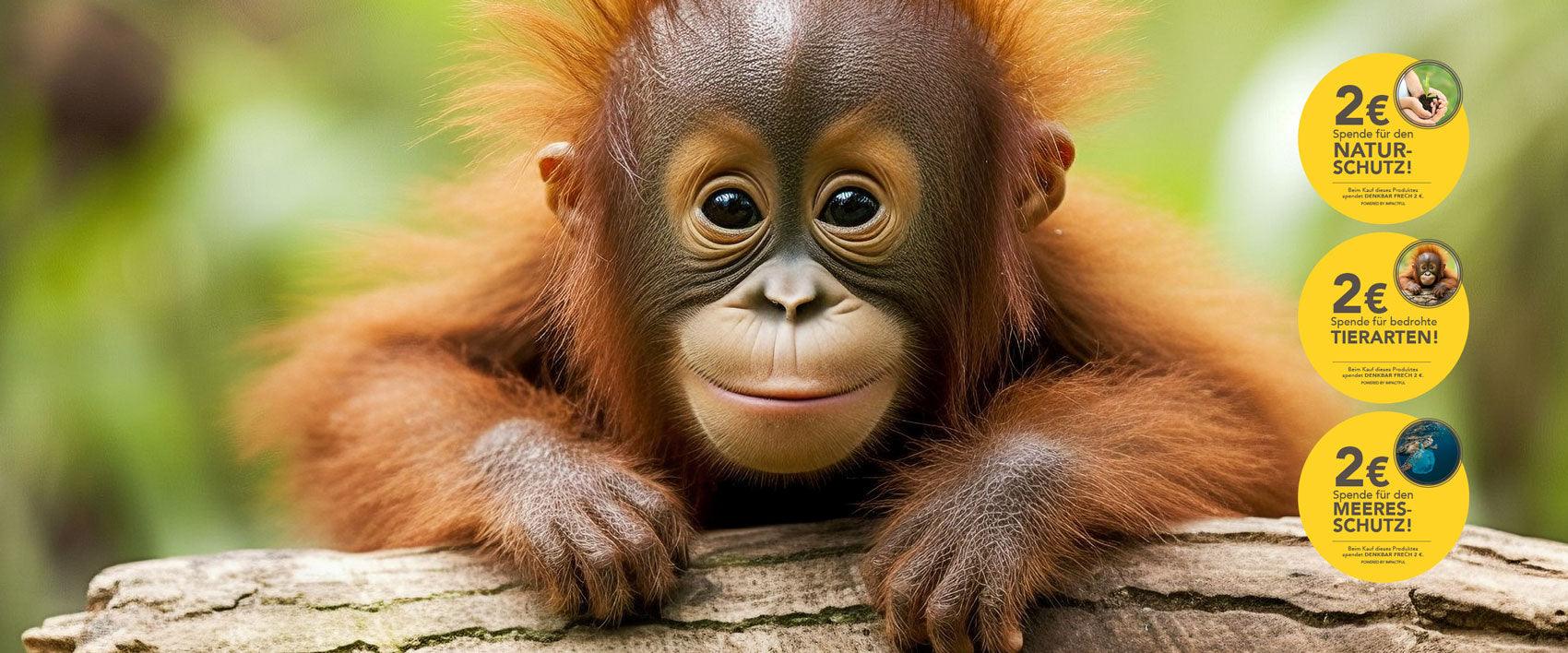 Ein Orang-Utan-Baby schaut uns niedlich an und hängt über einem Ast.